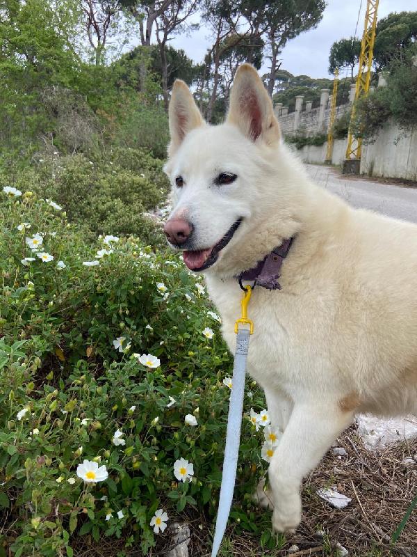 Snow, una splendida simil pastore svizzero Foto 3